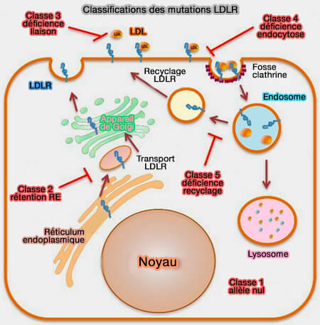Classification des mutations LDLR