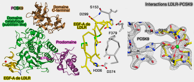 Interactions LDLR/PCSK9