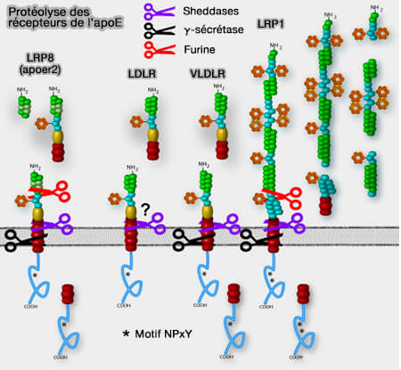 Protéolyse des récepteurs LDLR de l'apoE