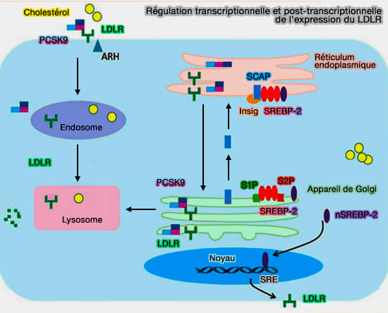 Régulation des LDLR