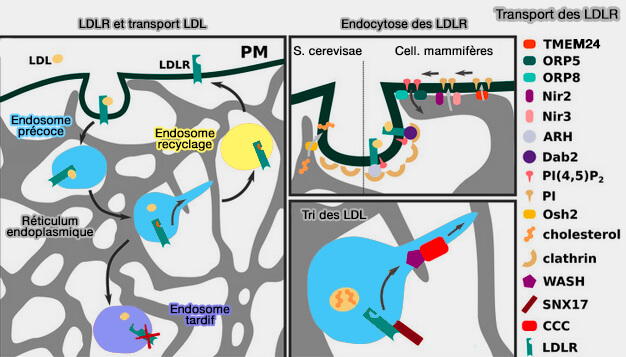 LDLR et transport des LDL