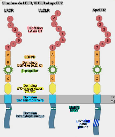 Structure de LDLR, VLDLR et ApoER2
