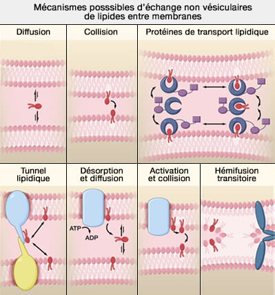 Mécanismes possibles d’échange non vésiculaires de lipides entre membranes