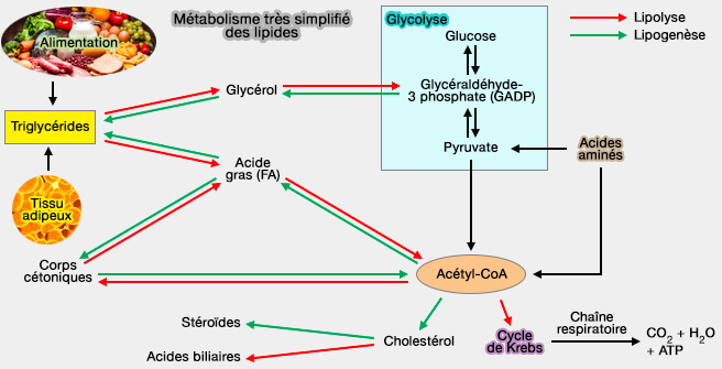 Métabolisme très simplifié des lipides