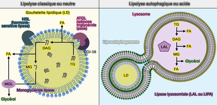 Les deux voies de la lipolyse