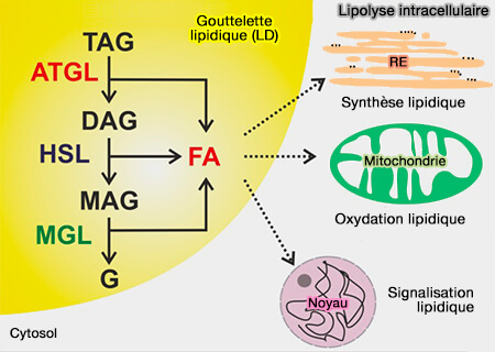 Aperçu schématique de la lipolyse intracellulaire 