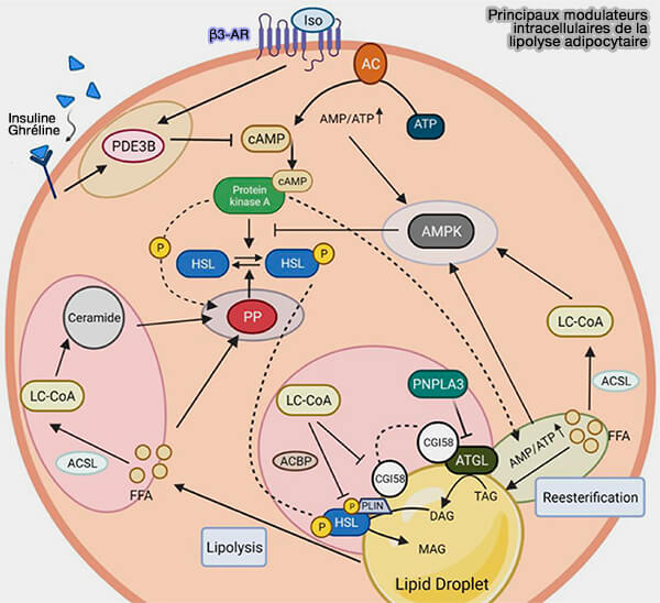 Principaux modulateurs intracellulaires de la lipolyse adipocytaire