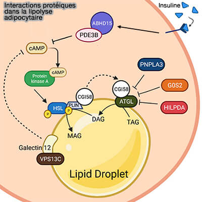 Interactions protéique dans la lipolyse adipocytaire 