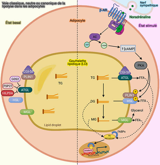 Voie classique, neutre ou canonique de la lipolyse dans les adipocytes