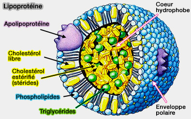 Structure d'une lipoprotéine