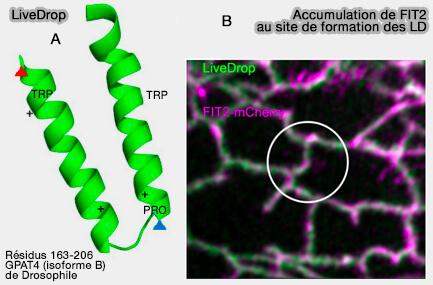 Rôle de l’atlastine dans les LD