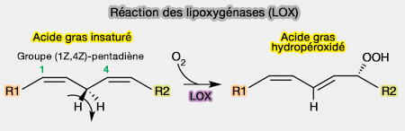 Réaction des lipoxygénases