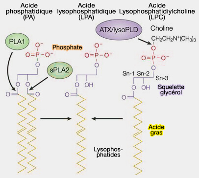 Synthèse de l'acide lysophosphatidique (LPA)