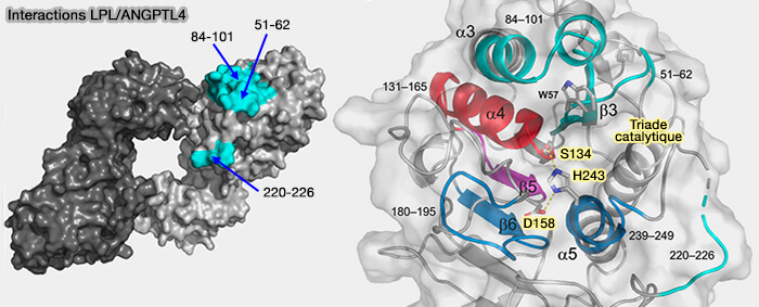 Interactions de LPL avec ANPTL4