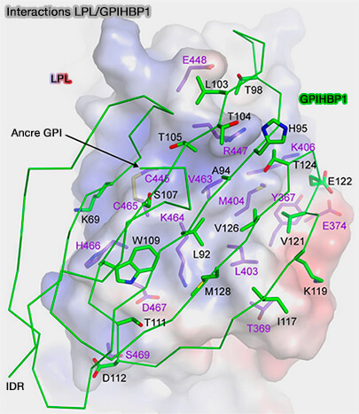 Liaison LPL-GPIHBP1 et mutations