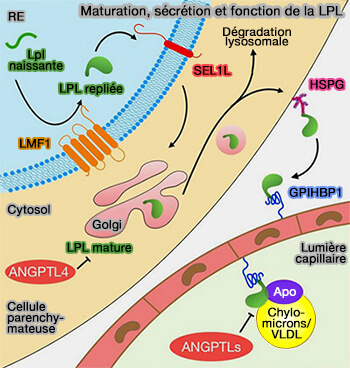 Maturation, sécrétion et fonction de la LPL