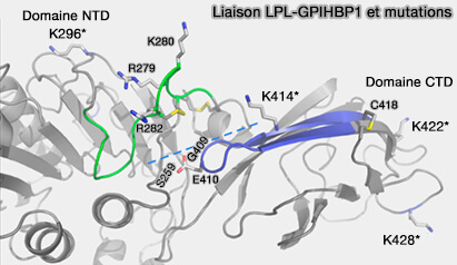 Liaison LPL-GPIHBP1 et mutations