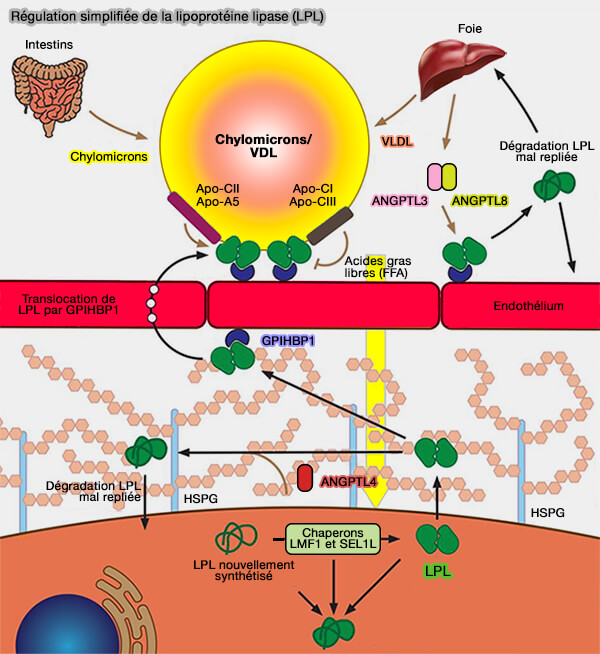 Régulation simplifiée de la lipoprotéine lipase (LPL)