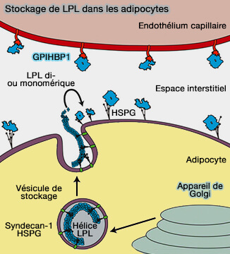 Stockage de LPL dans les adipocytes