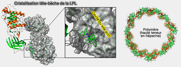 Cristallisation de la lipoprotéine lipase (PLP)