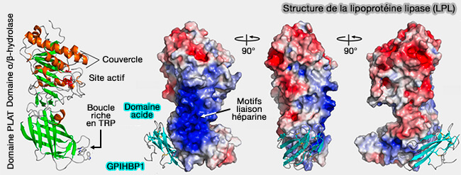 Structure de la lipoprotéine lipase (PLP)