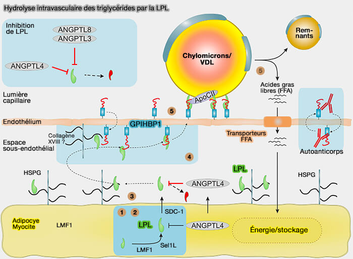 Hydrolyse intravasculaire des triglycérides par la LPL