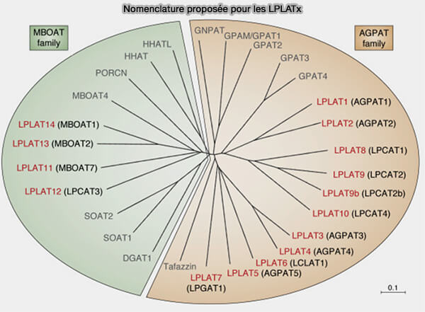 Nomenclature proposée pour les LPLAT (LysoPhosphoLipides AcylTransférases)