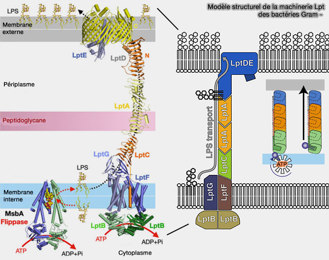Modèle de la machinerie Lpt des bactéries Gram - 