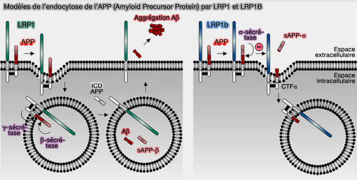 Modèles de l’endocytose de l’APP (Amyloid Precursor Protein) par LRP1 et LRP1B