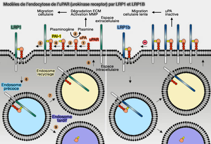 Modèles de l’endocytose de l’uPAR (urokinase receptor) par LRP1 et LRP1B