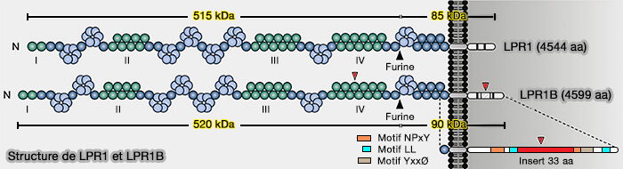 Structure de LRP1 et LRP1B