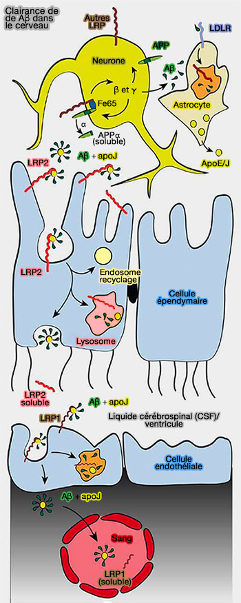 Clairance de Aβ au niveau cérébral