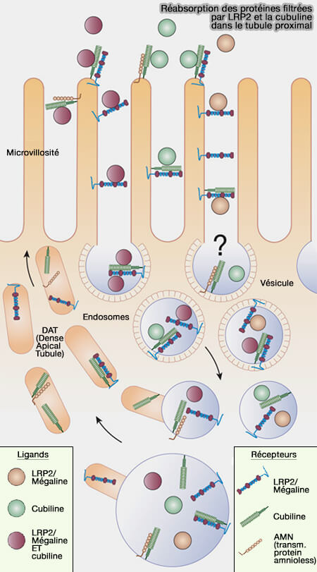 Réabsorption dans le tubule proximal liées à LRP2 et la cubuline