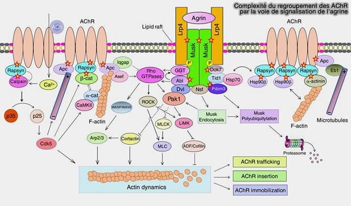 Complexité du regroupement des AChR par la voie de signalisation de l'agrine