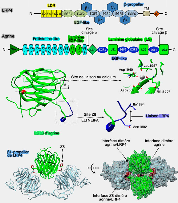 LRP4 et agrine