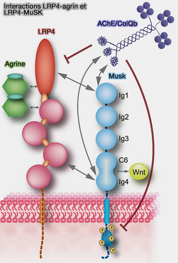 Interactions de LRP4 avec l'agrine et MuSK