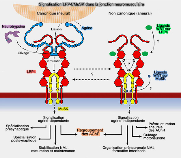 Signalisation LRP4/MuSK dans la jonction neuromusculaire