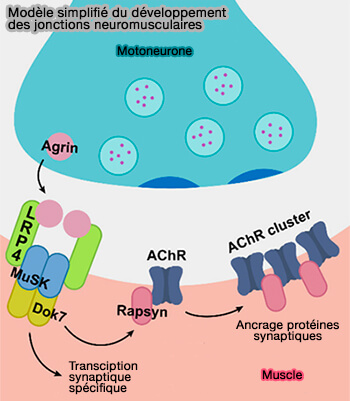 LRP4 et jonctions neuromusculaires