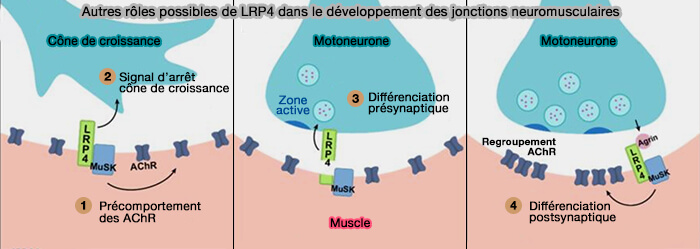 Autres rôles possibles dans le développement des jonctions neuromusculaires