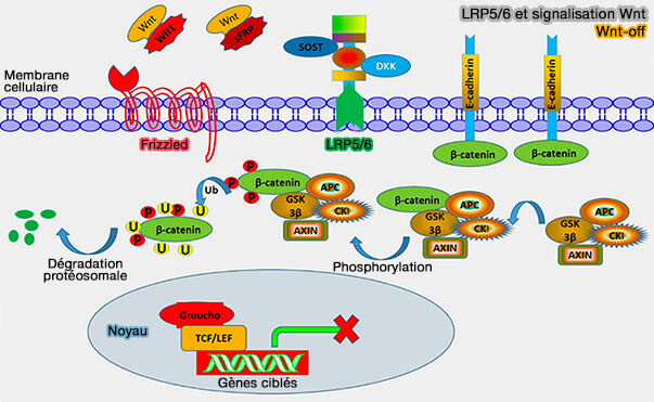 LRP5/6 et signalisation Wnt : Wnt-off