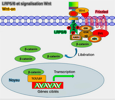 LRP5/6 et signalisation Wnt : Wnt-on