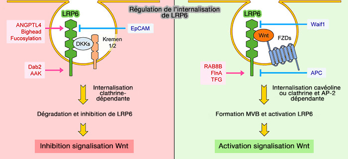 Régulation de l'internalisation de LRP6
