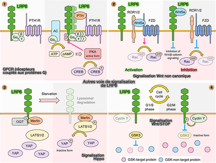 Autres voies de signalisation de LRP6