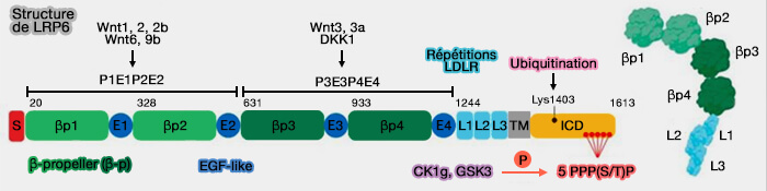 Structure de LRP6