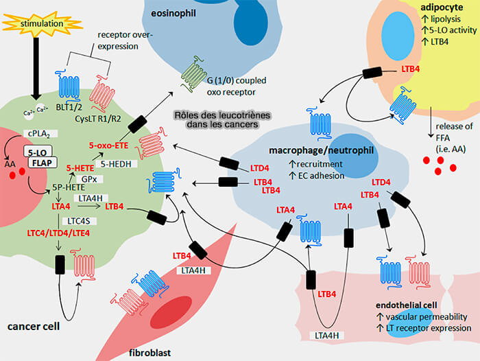 Rôles des leucotriènes dans les cancers
