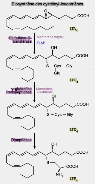 Synthèse des cystényl-leucotriènes