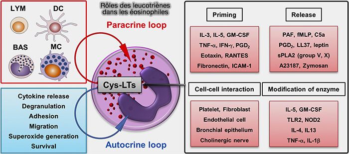 Rôles des leucotriènes dans les éosinophiles