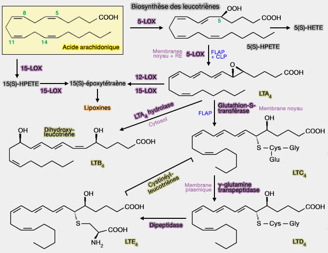Synthèse des leucotriènes