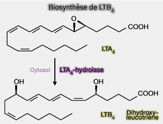 Synthèse de LTB4