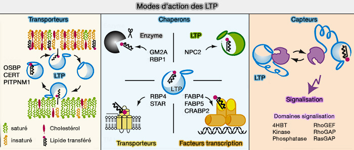 Modes d'actions des LTP